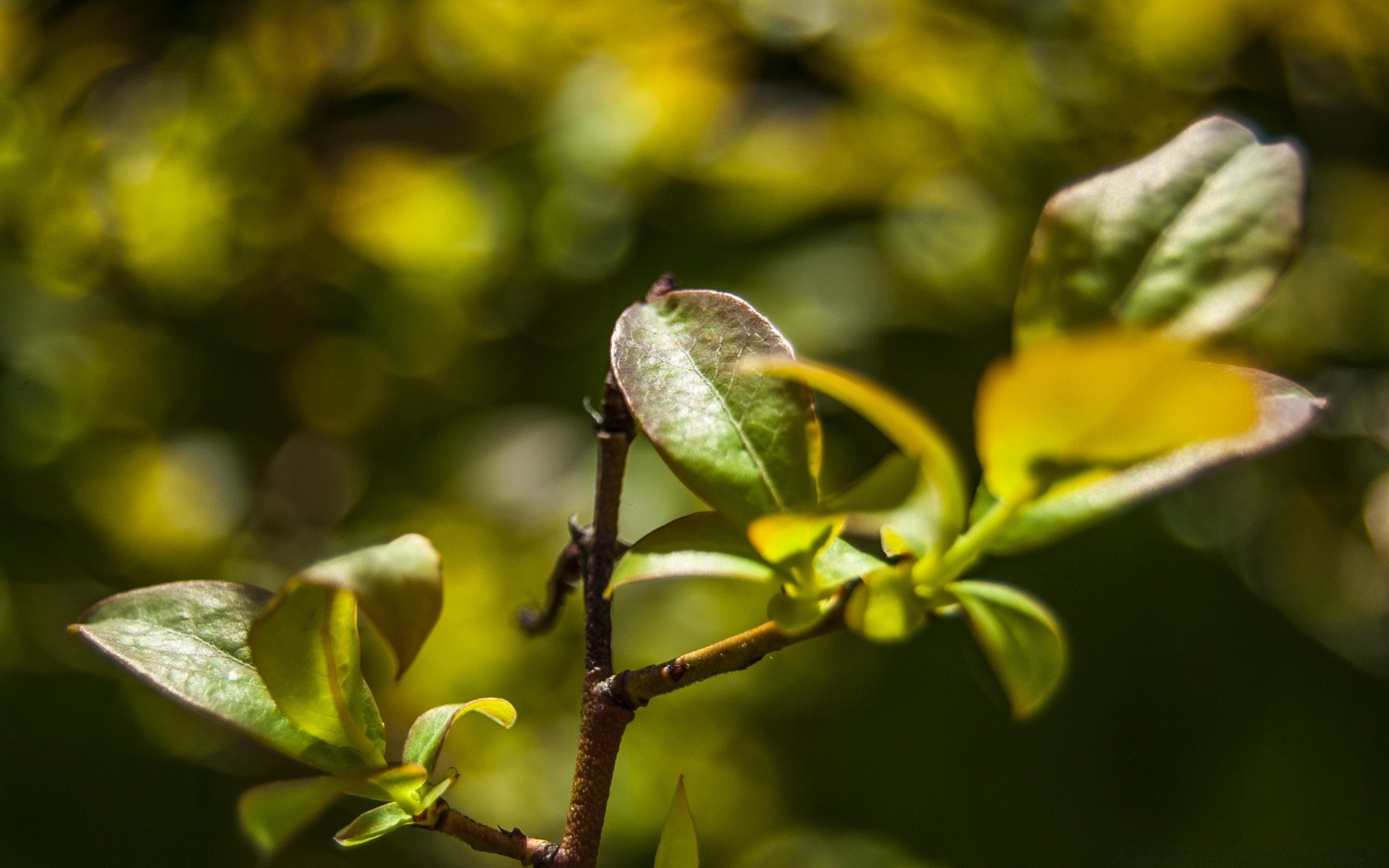 makro liść natura flora wzrost kwiat na zewnątrz lato ogród drzewo oddział jasny rozmycie dobra pogoda kolor zbliżenie