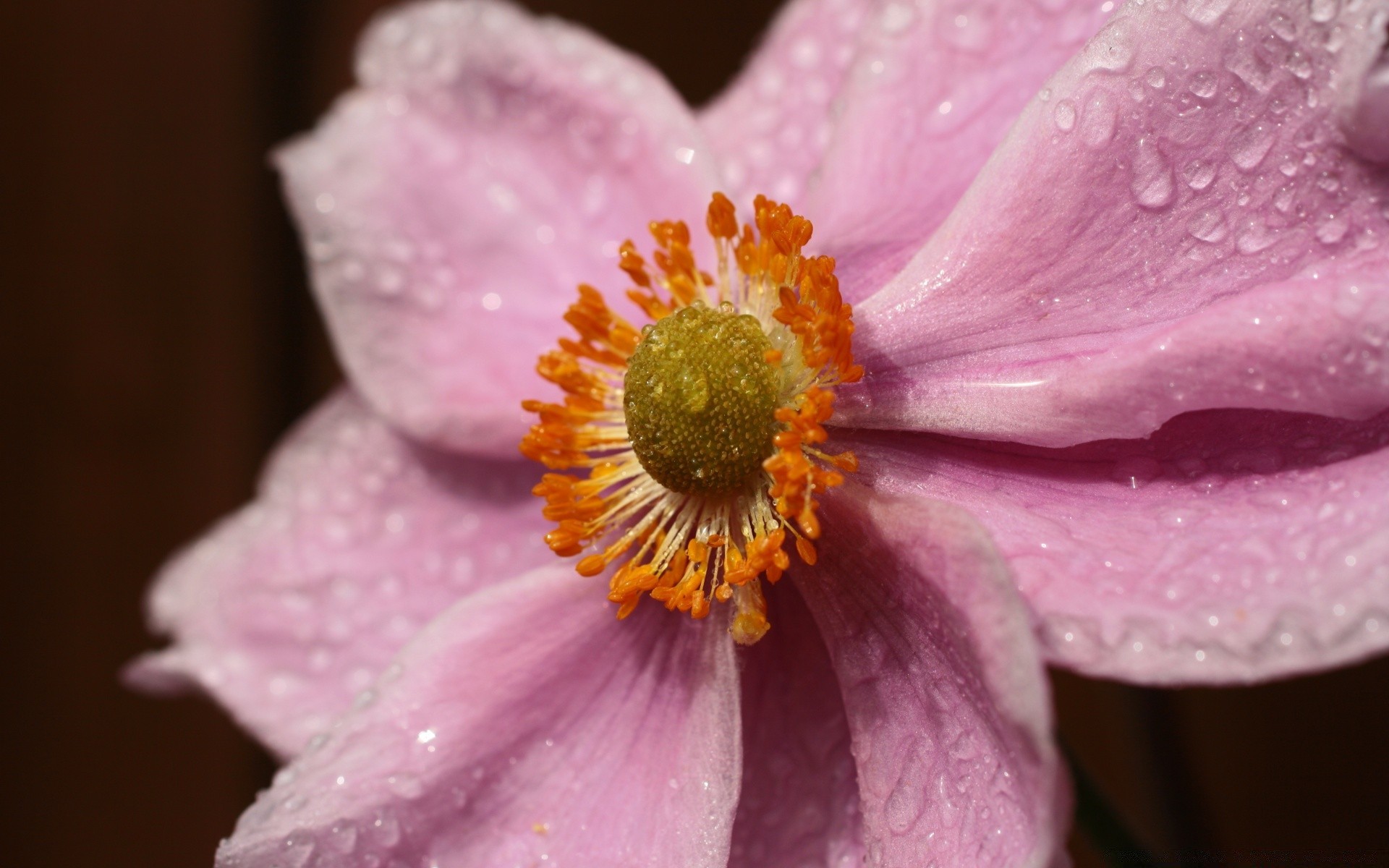 macro flower nature flora delicate pollen petal leaf