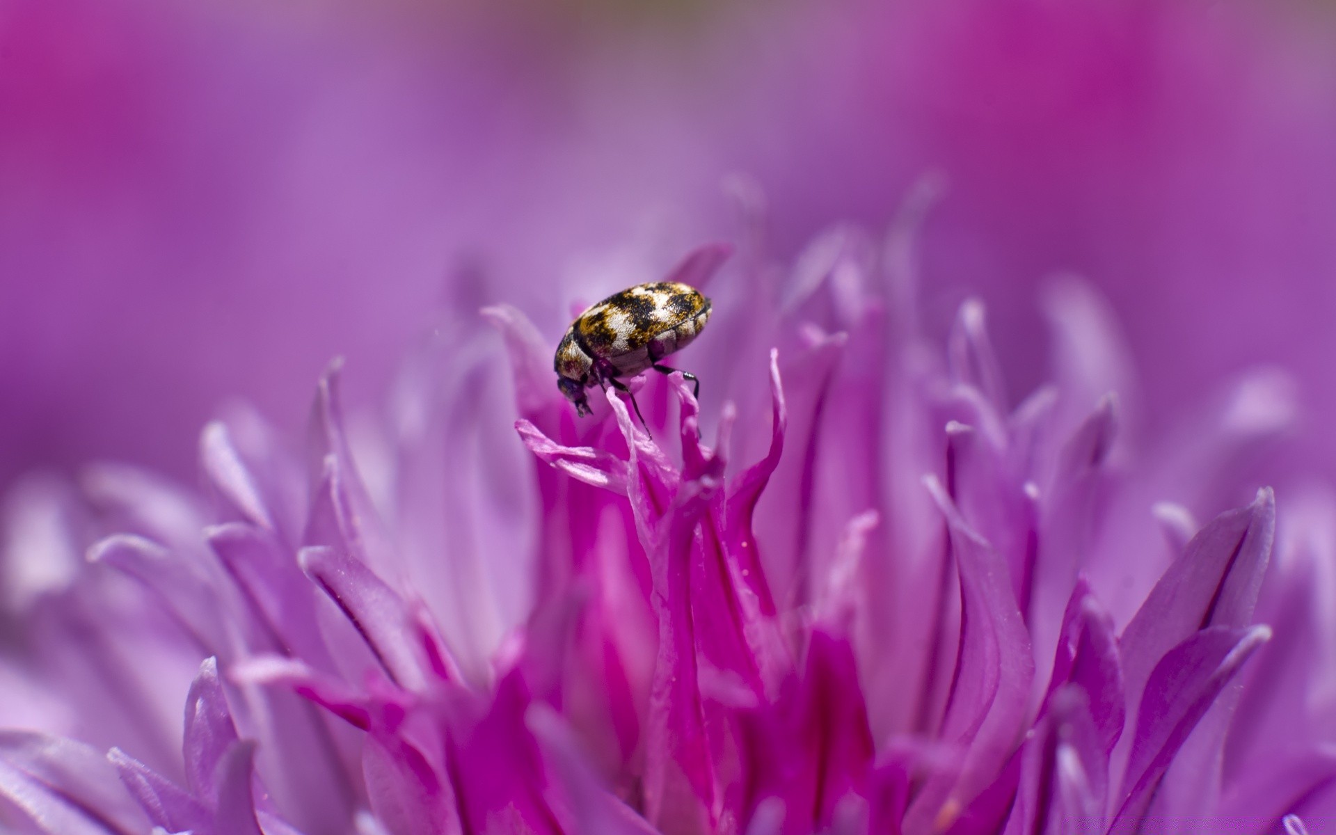 macro naturaleza verano flor brillante al aire libre