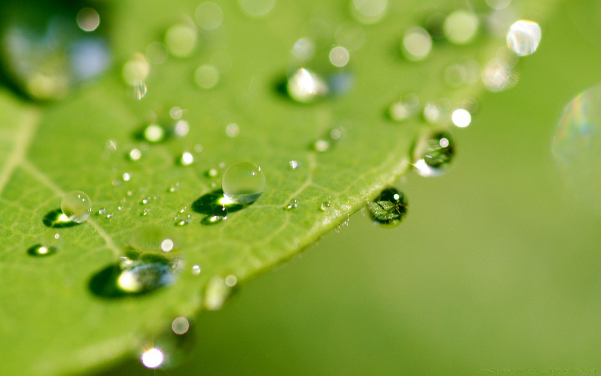 fotografia macro orvalho chuva queda gotas molhado limpo água gotas folha vertedouro líquido limpo flora bolha limpo claro orvalho ambiente