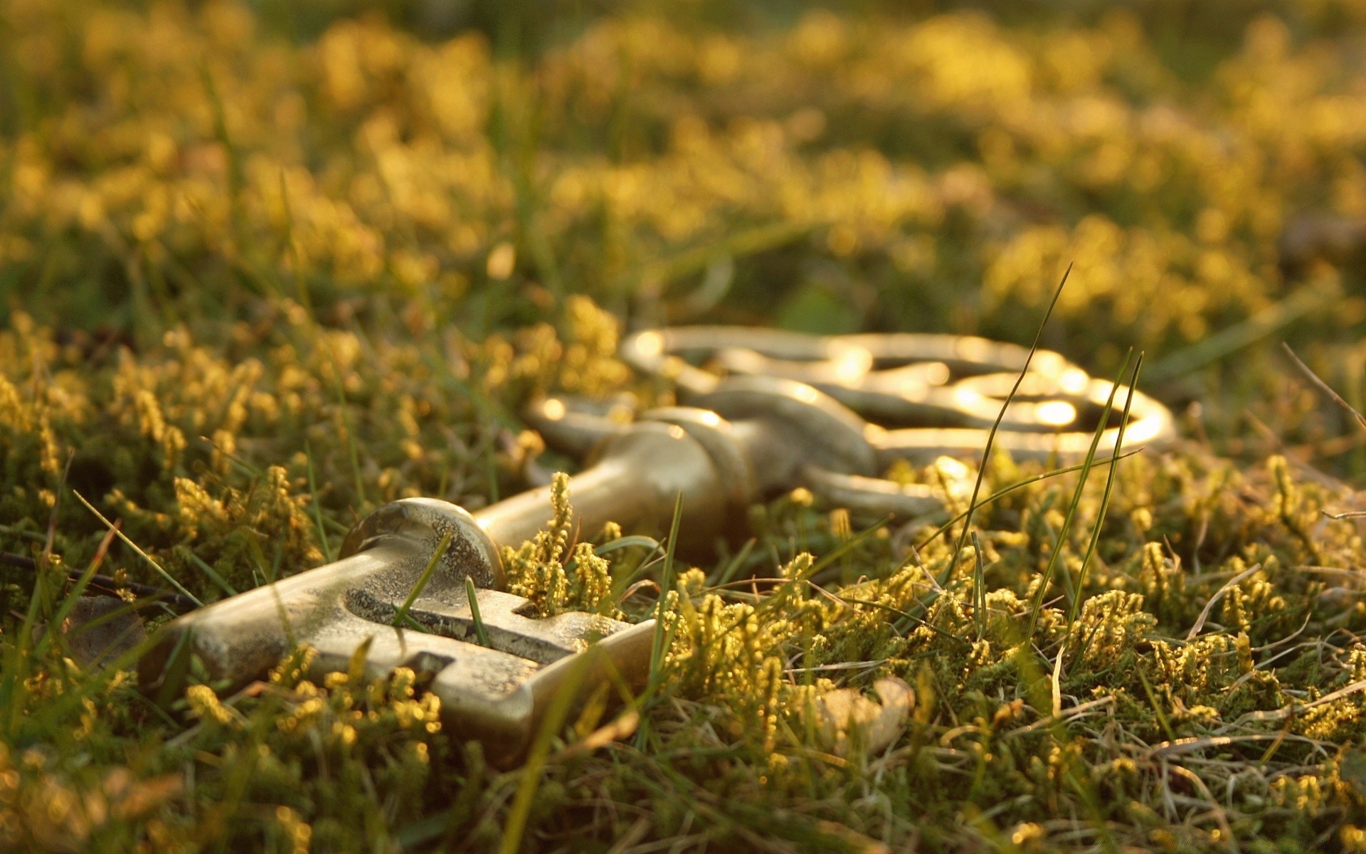 macro nature grass flora field leaf season outdoors garden flower close-up color agriculture fall food tree desktop farm pasture park summer