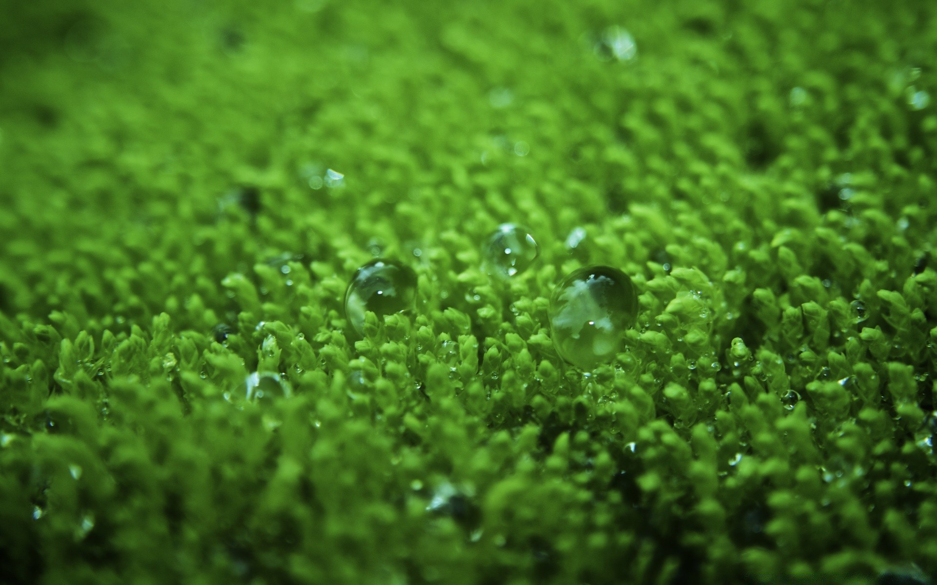 macro chute humide rosée pluie flore fraîcheur bureau nature environnement feuille herbe croissance jardin texture lumineux eau gouttes couleur