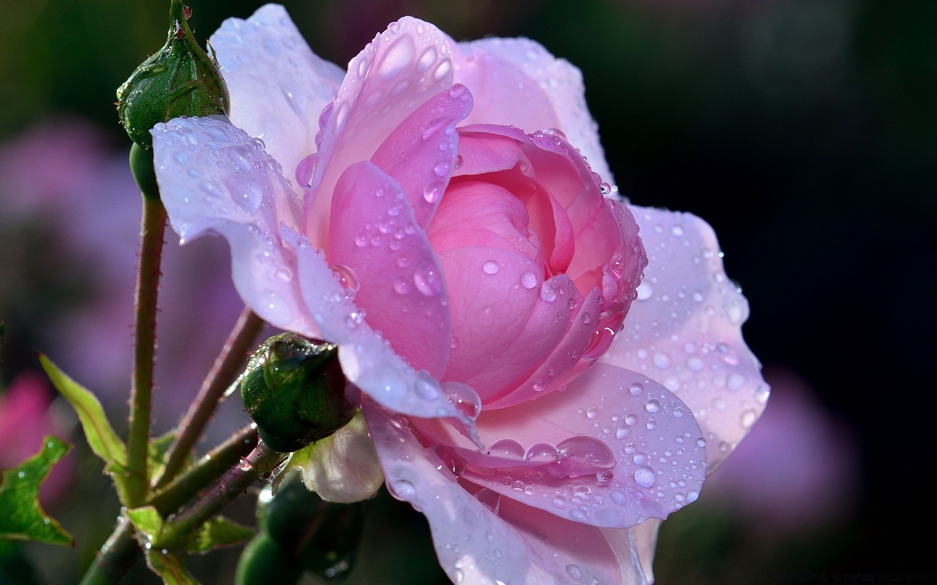 macro fiore natura flora foglia rosa giardino fiore petalo floreale estate colore compagno bella delicato