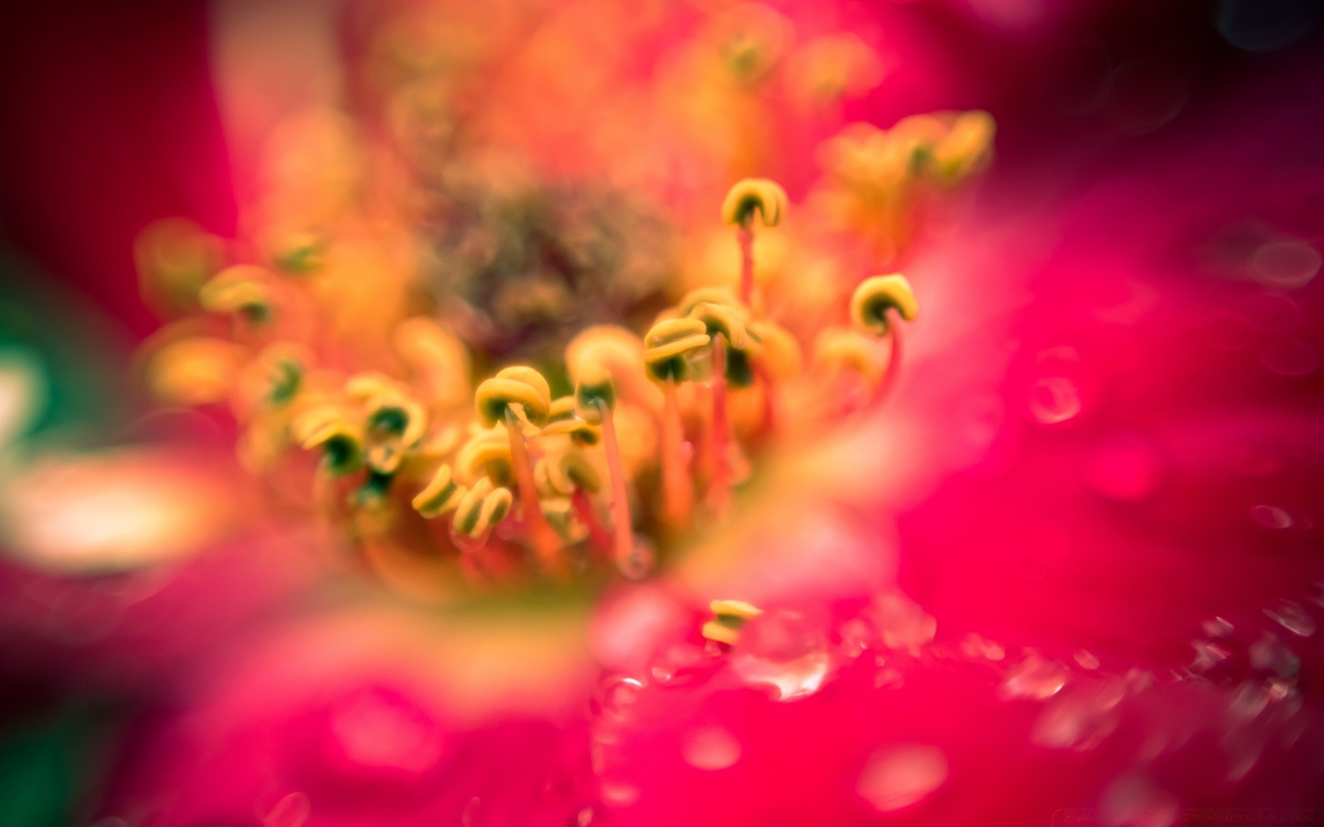 macro flor natureza jardim cor bela flora verão pétala borrão floral desktop rosa close-up blooming dof brilhante próximo luz casamento