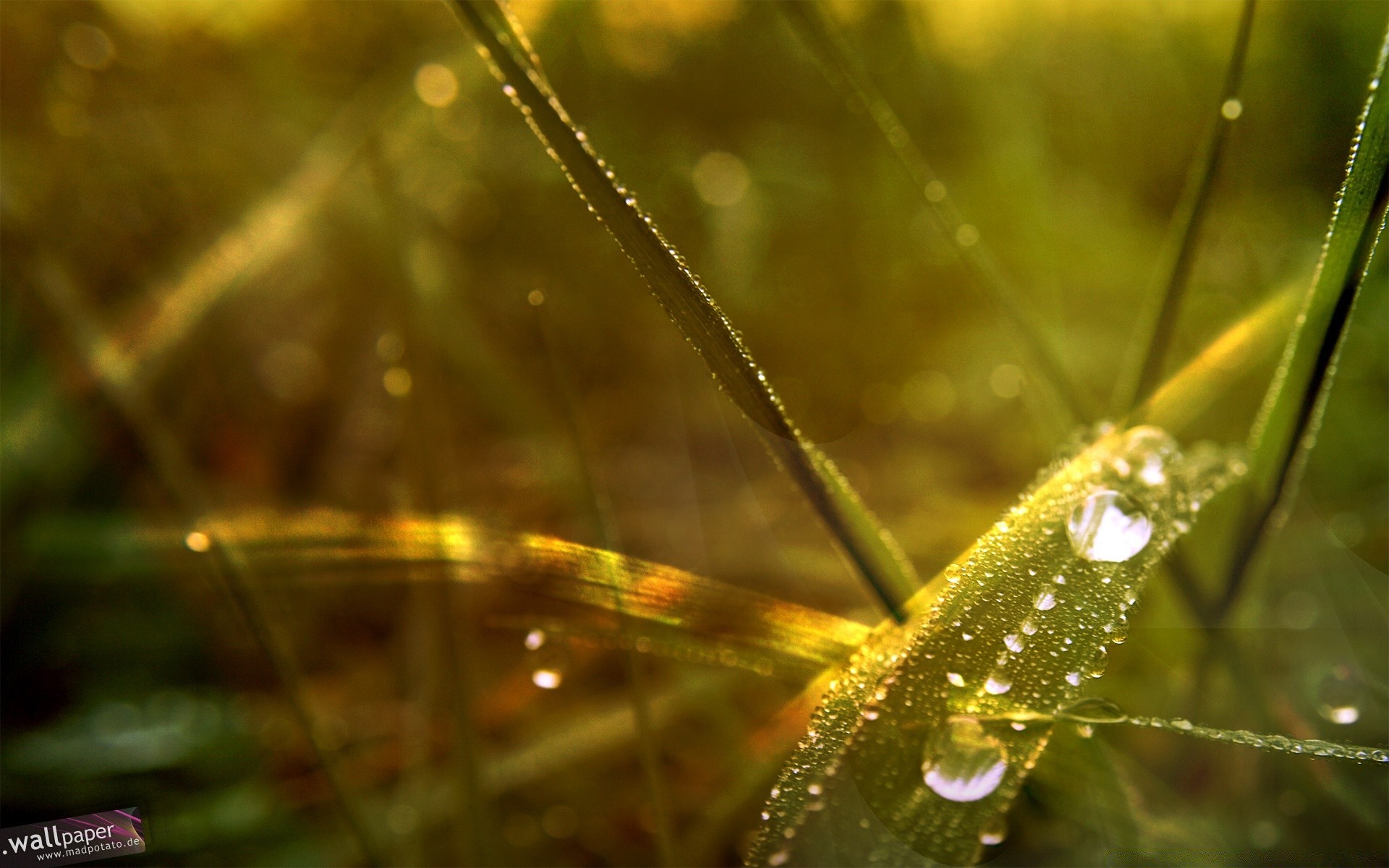 macro dew nature leaf rain grass drop outdoors flora dawn garden summer environment light insect blur water color close-up