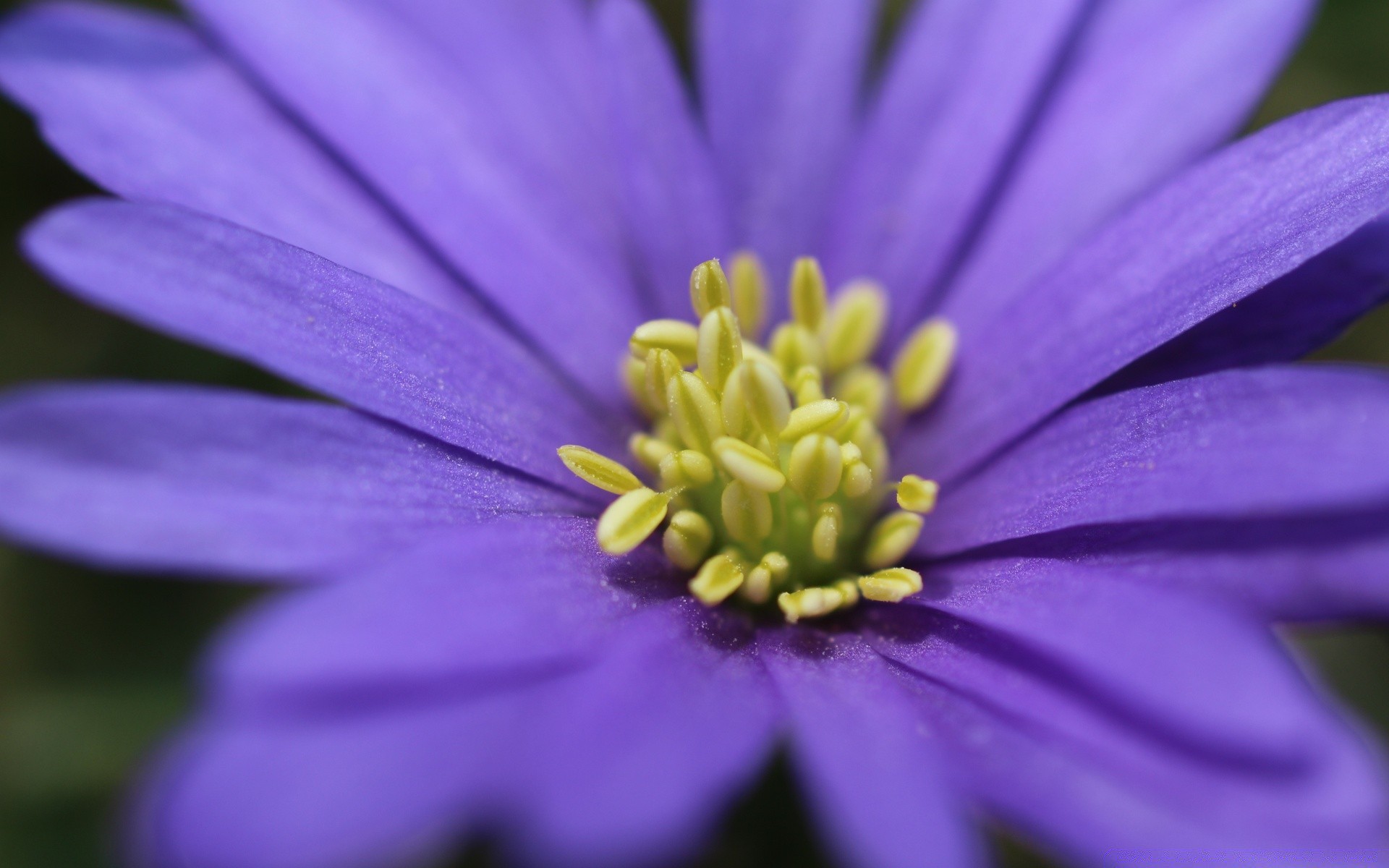 macro fleur nature flore été jardin bluming pétale flou couleur belle floral gros plan délicat feuille lumineux pollen