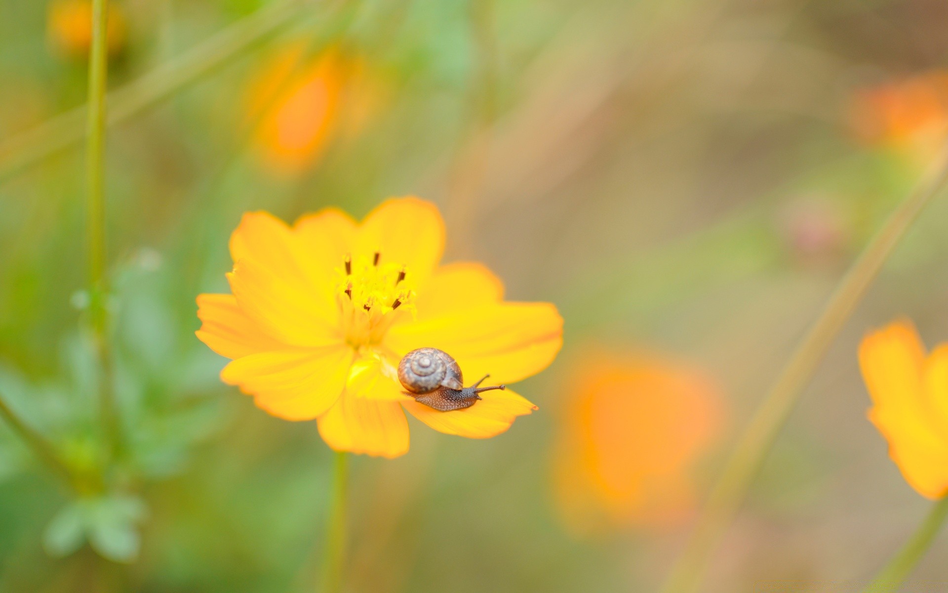 macro natura fiore flora estate all aperto foglia giardino crescita sfocatura luminoso erba petalo bel tempo selvaggio fioritura colore