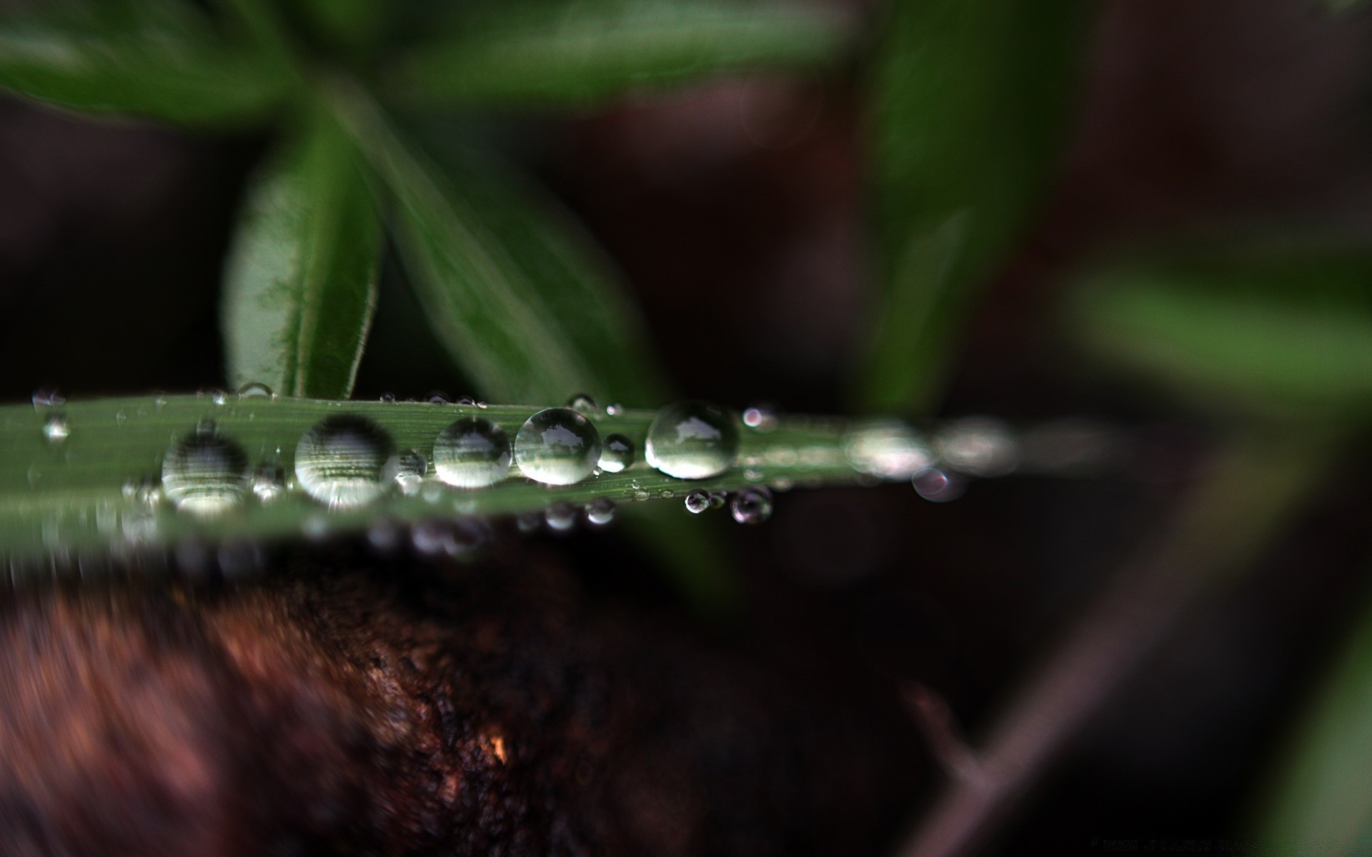 macro chuva queda orvalho gotas água molhado folha natureza flora pureza dof gotas close-up líquido jardim borrada