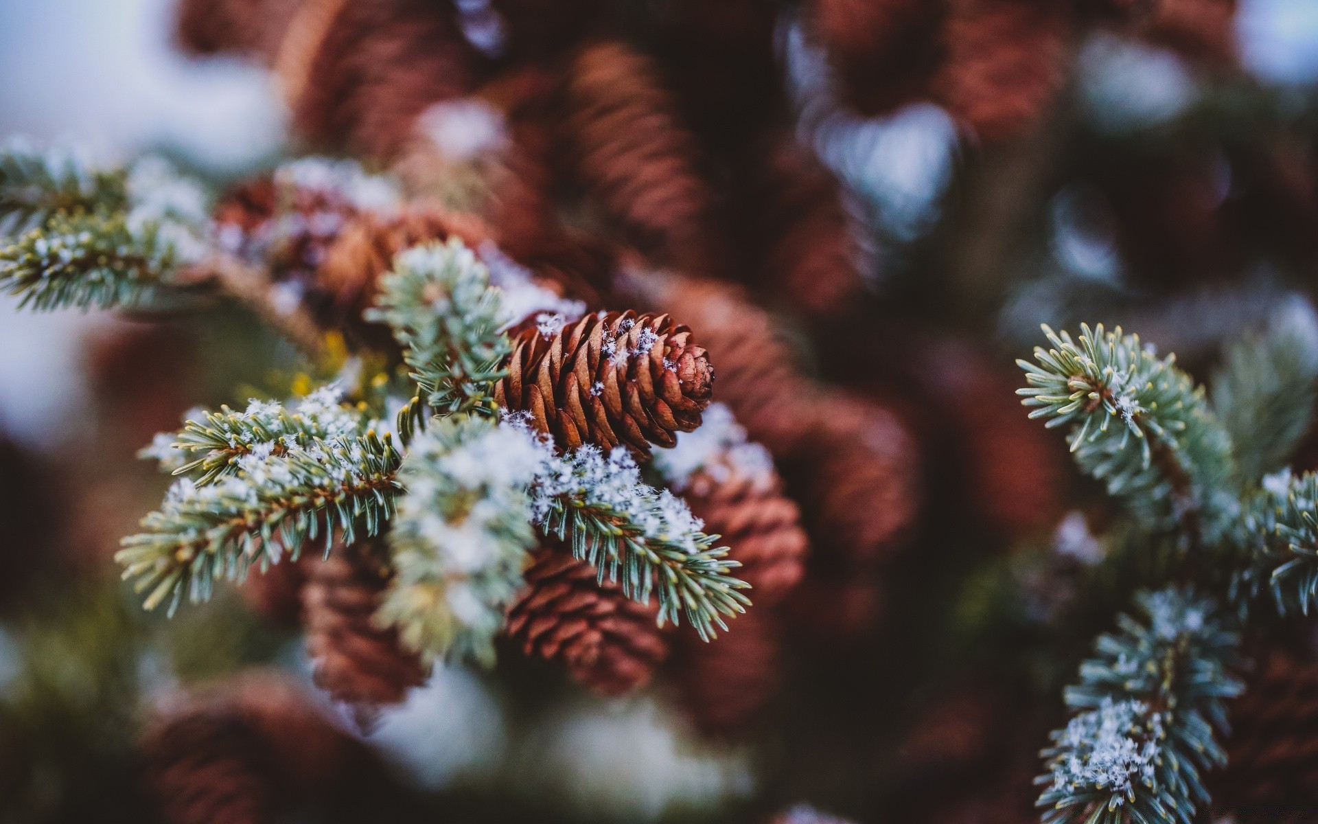 macro hiver noël arbre décoration conifères sapin evergreen pin saison vacances cône branche épinette flou aiguille nature couleur neige conifères