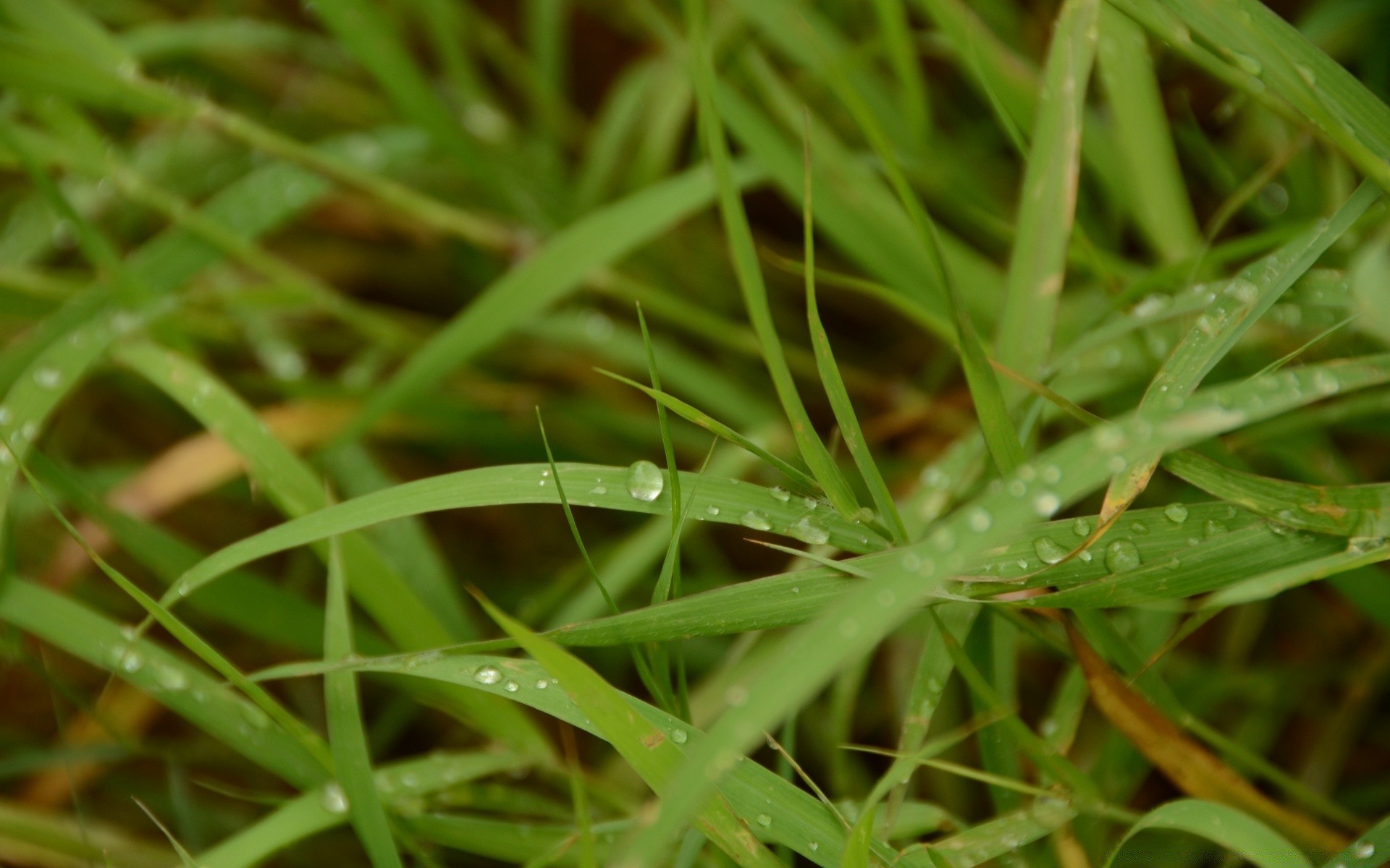 makro liść trawa flora natura wzrost ogród rosa środowisko deszcz ziemia lato ekologia trawnik zbliżenie bujne na zewnątrz kolor jasny spadek