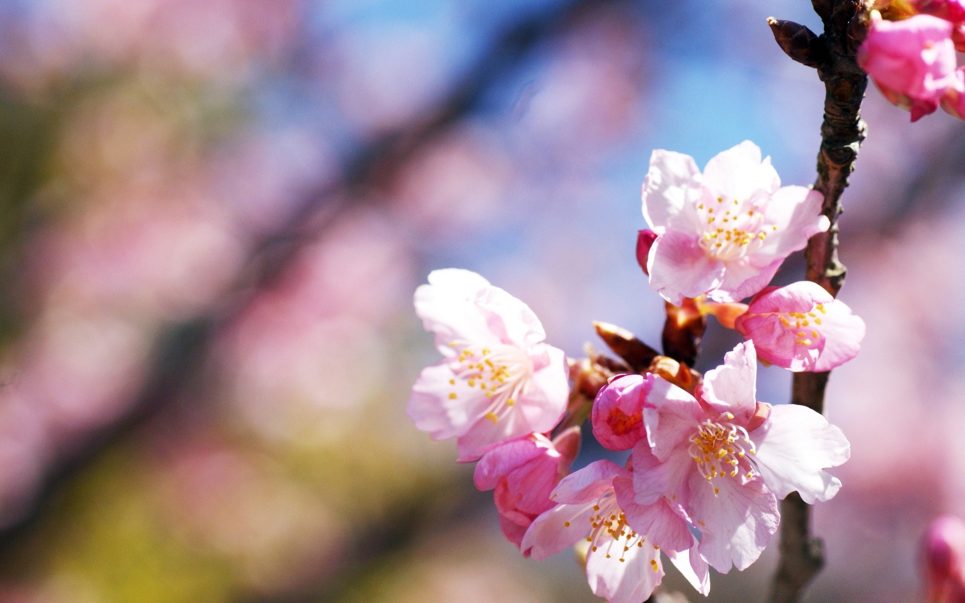 macro cherry flower nature branch apple tree plum leaf flora growth peach outdoors garden bud apricot bright blooming blur petal