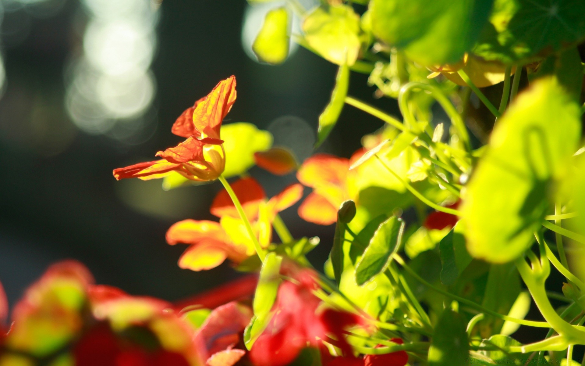 makro fotoğrafçılığı yaprak doğa flora bahçe yaz çiçek parlak renk açık havada büyüme yakın çekim sezon bulanıklık güzel hava tropikal