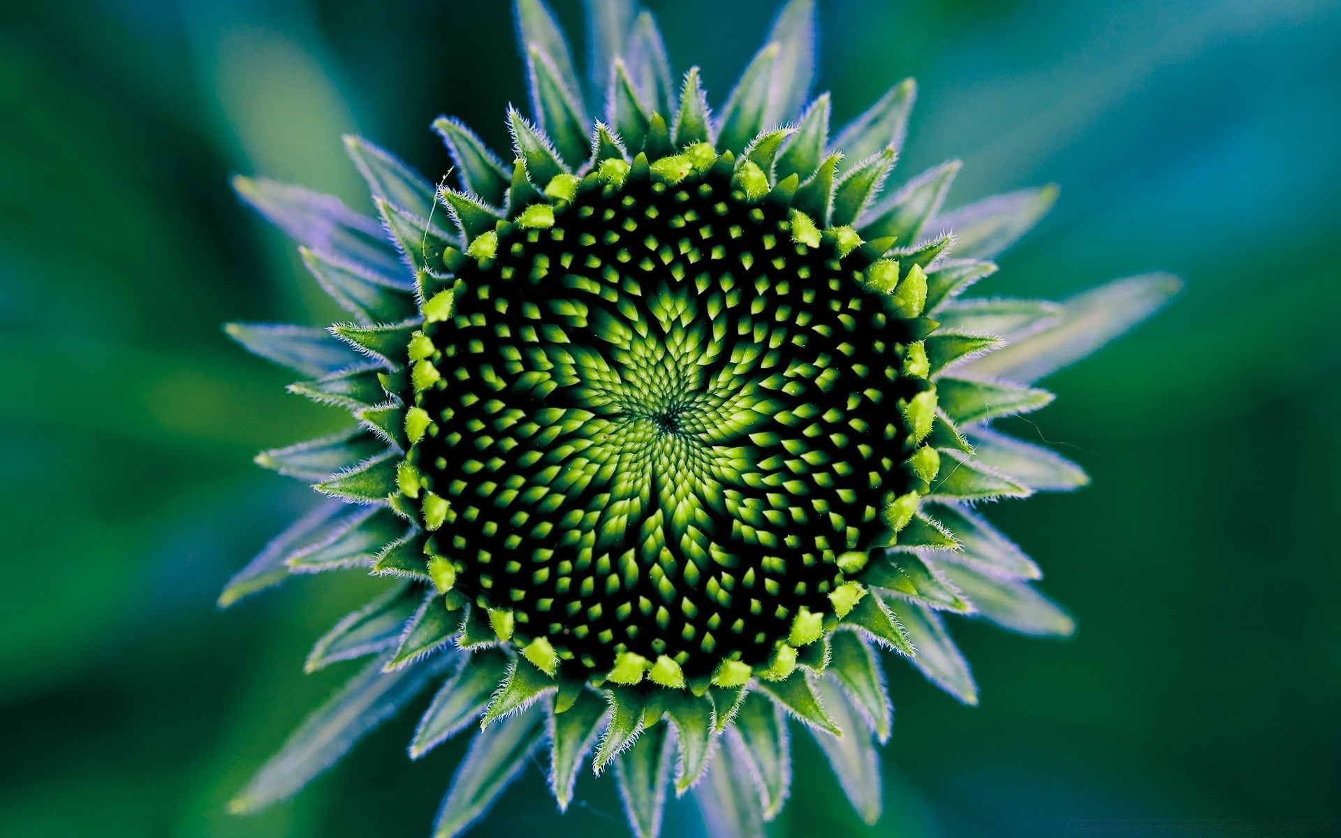 makroaufnahme natur flora blume sommer blatt wachstum garten im freien blütenblatt schließen hell blühen schön blumen botanisch