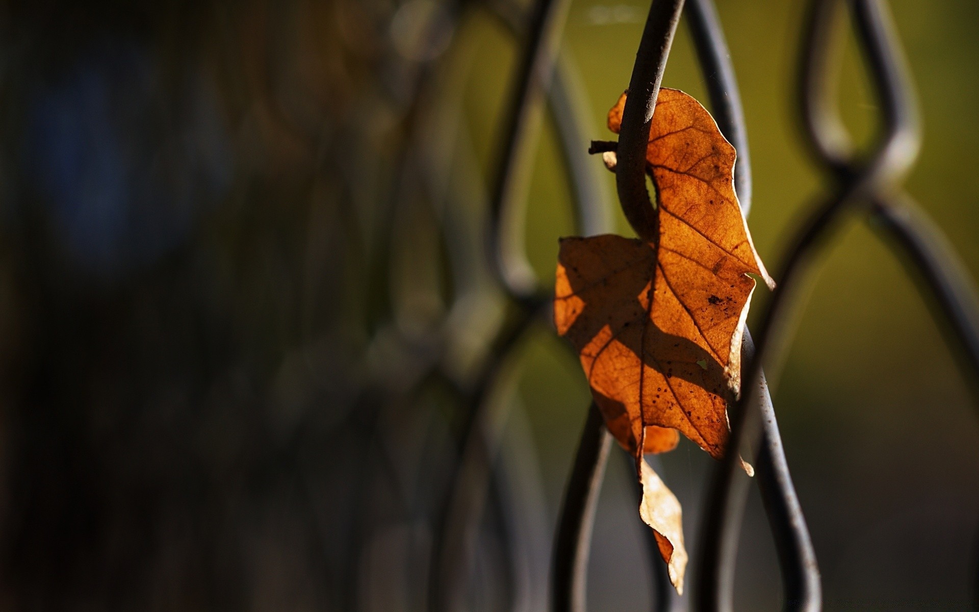 macro leaf nature outdoors fall wood light insect summer tree fair weather