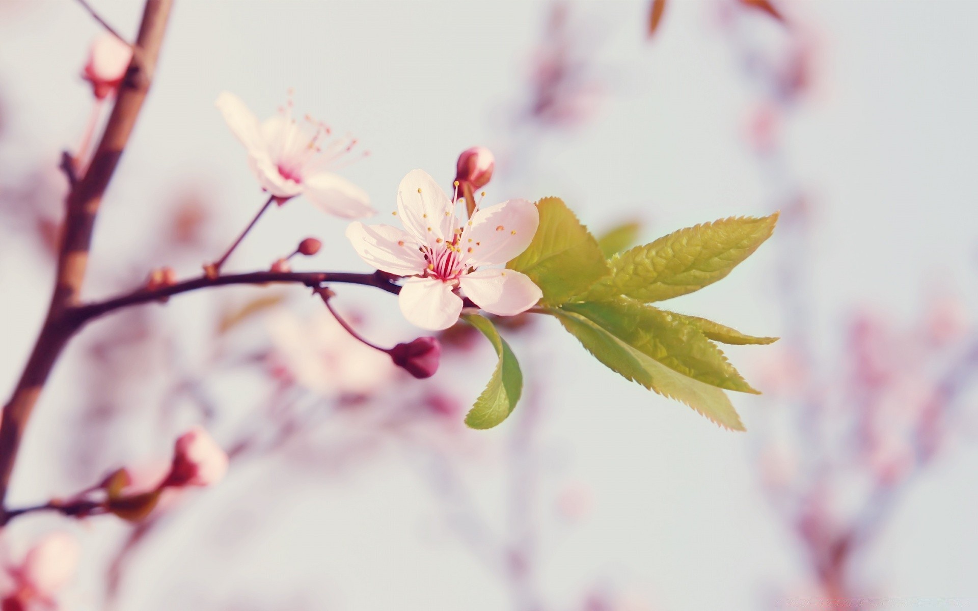 makro fotoğrafçılığı çiçek kiraz doğa şube yaprak flora ağaç bulanıklık bahçe dof büyüme elma açık havada nazik dostum yaz taçyaprağı parlak