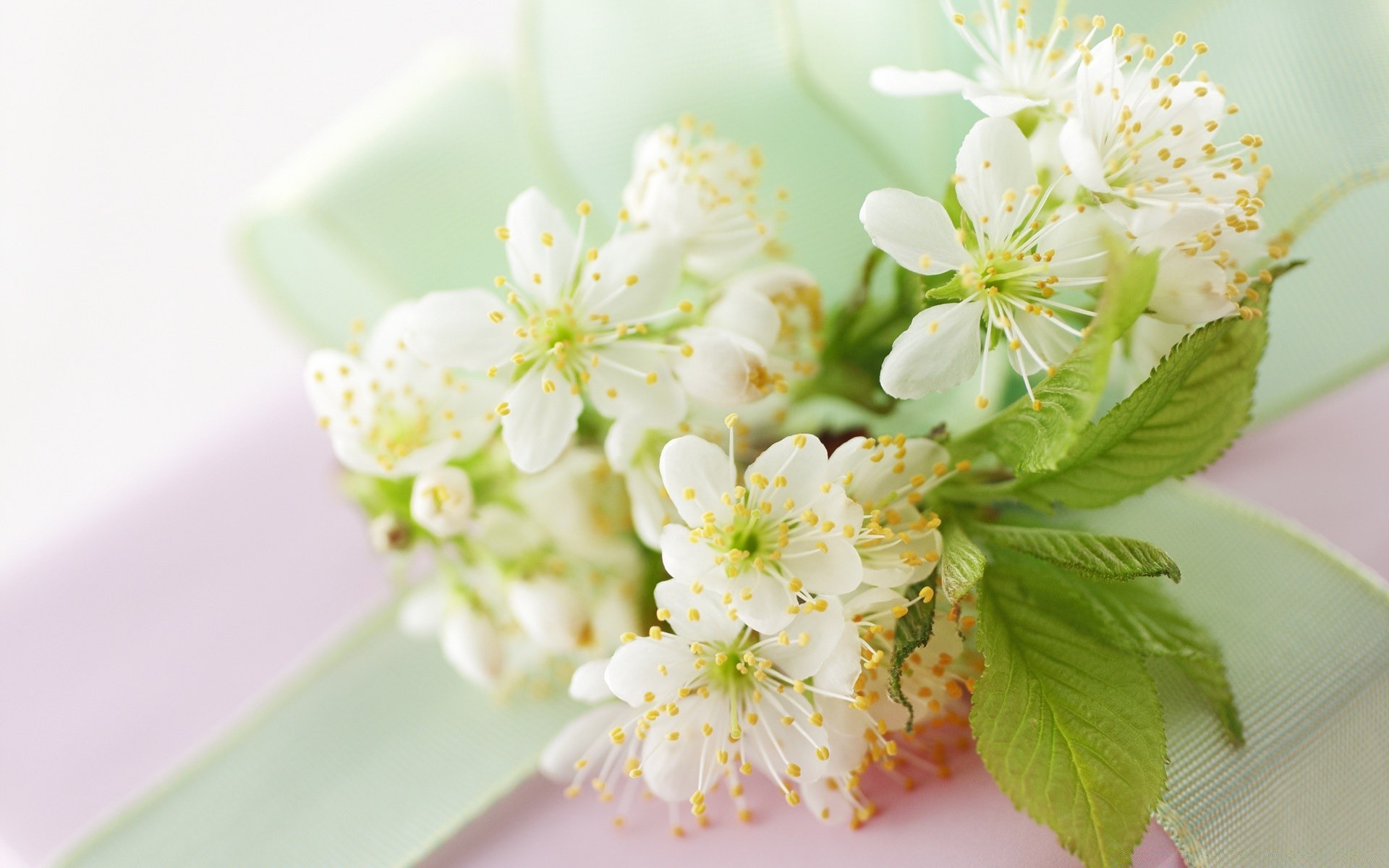 makro natura kwiat flora liść wiśnia płatek bluming ogród zbliżenie wzrost oddział jabłko kwiatowy kolego jasne drzewo lato sezon delikatny