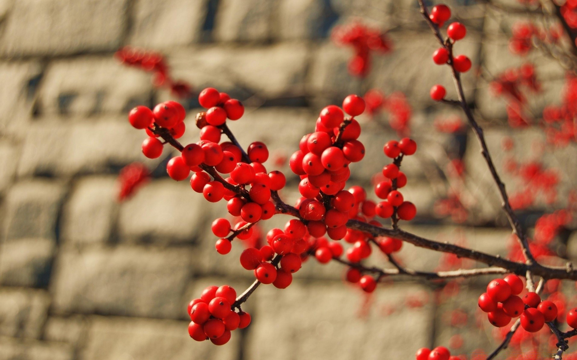 macro nature tree branch berry winter shrub ash rowan outdoors leaf