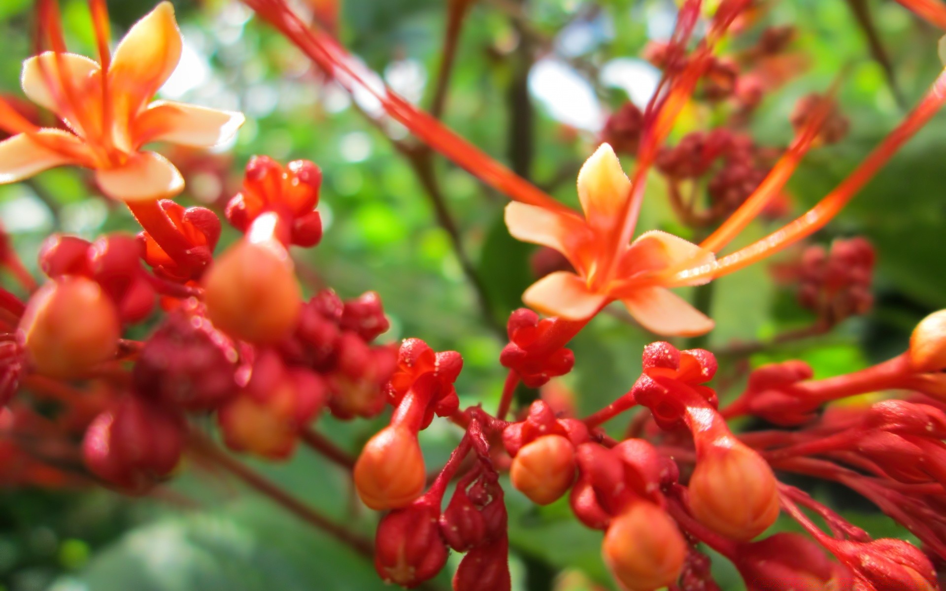 macro nature flora garden flower leaf floral summer tropical blooming color shrub petal growth bright beautiful botanical outdoors tree season