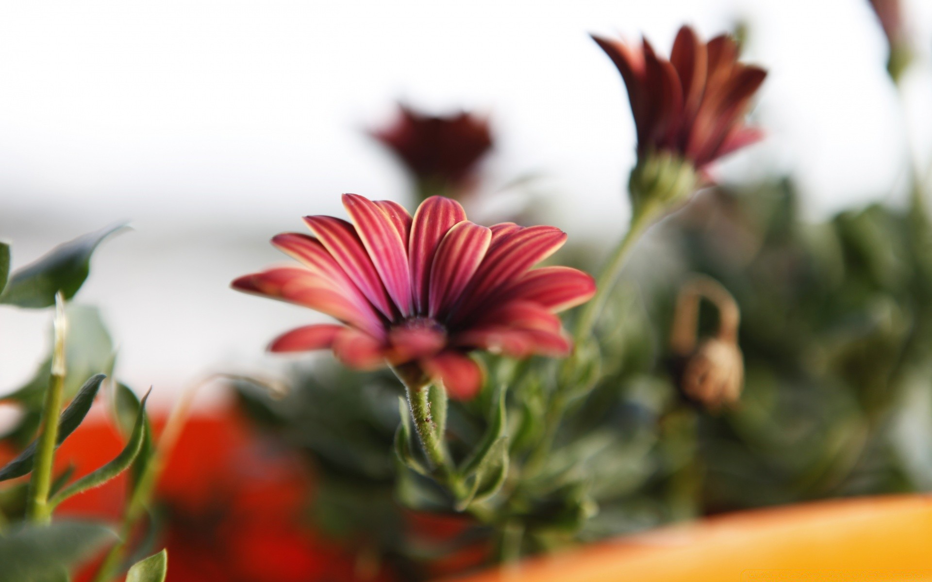 makro fotoğrafçılığı çiçek doğa flora yaprak bahçe renk yaz