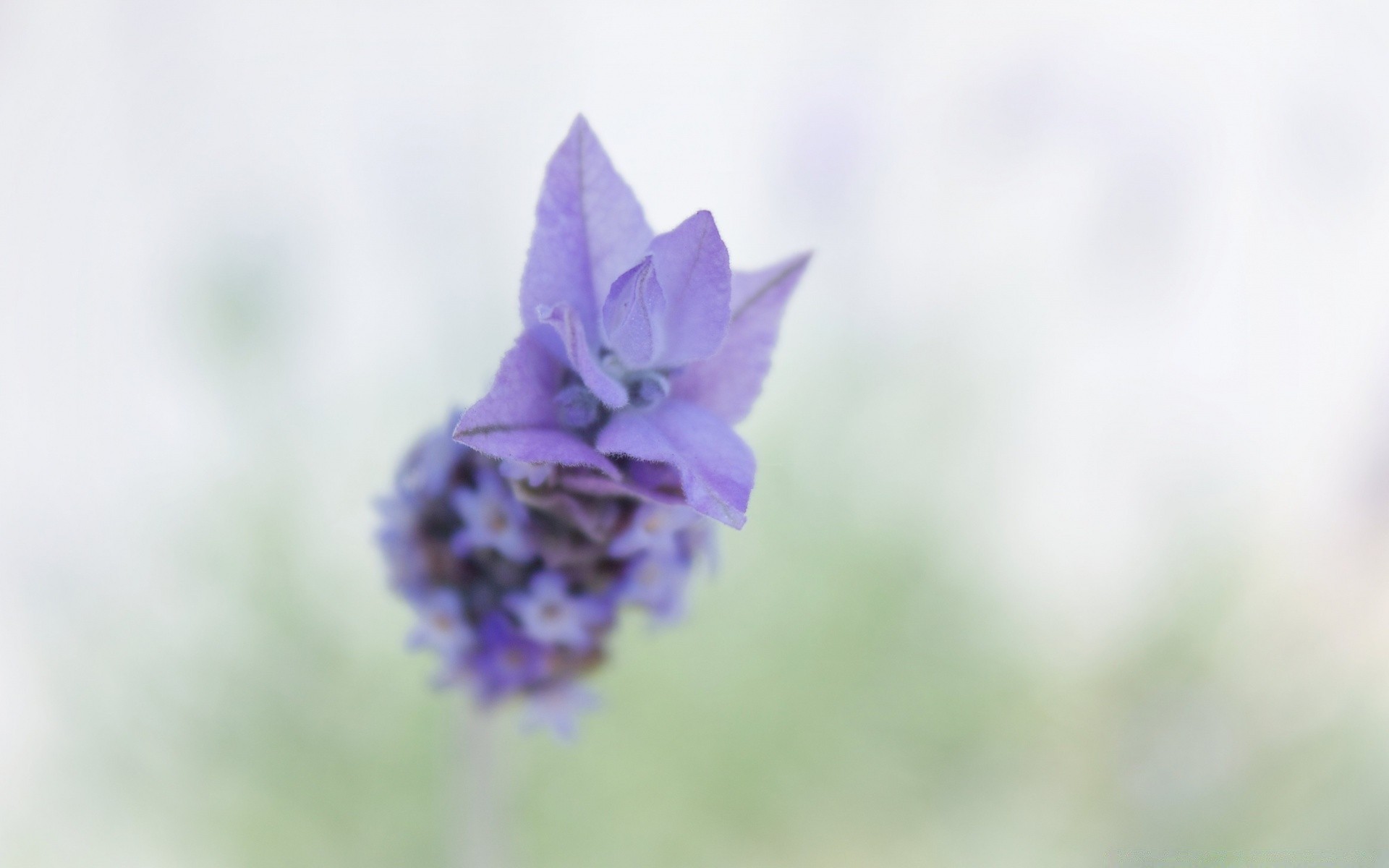 微距摄影 花 自然 植物 叶 夏天 花园 生长 花瓣 特写 dof 模糊 模糊 颜色 户外 明亮