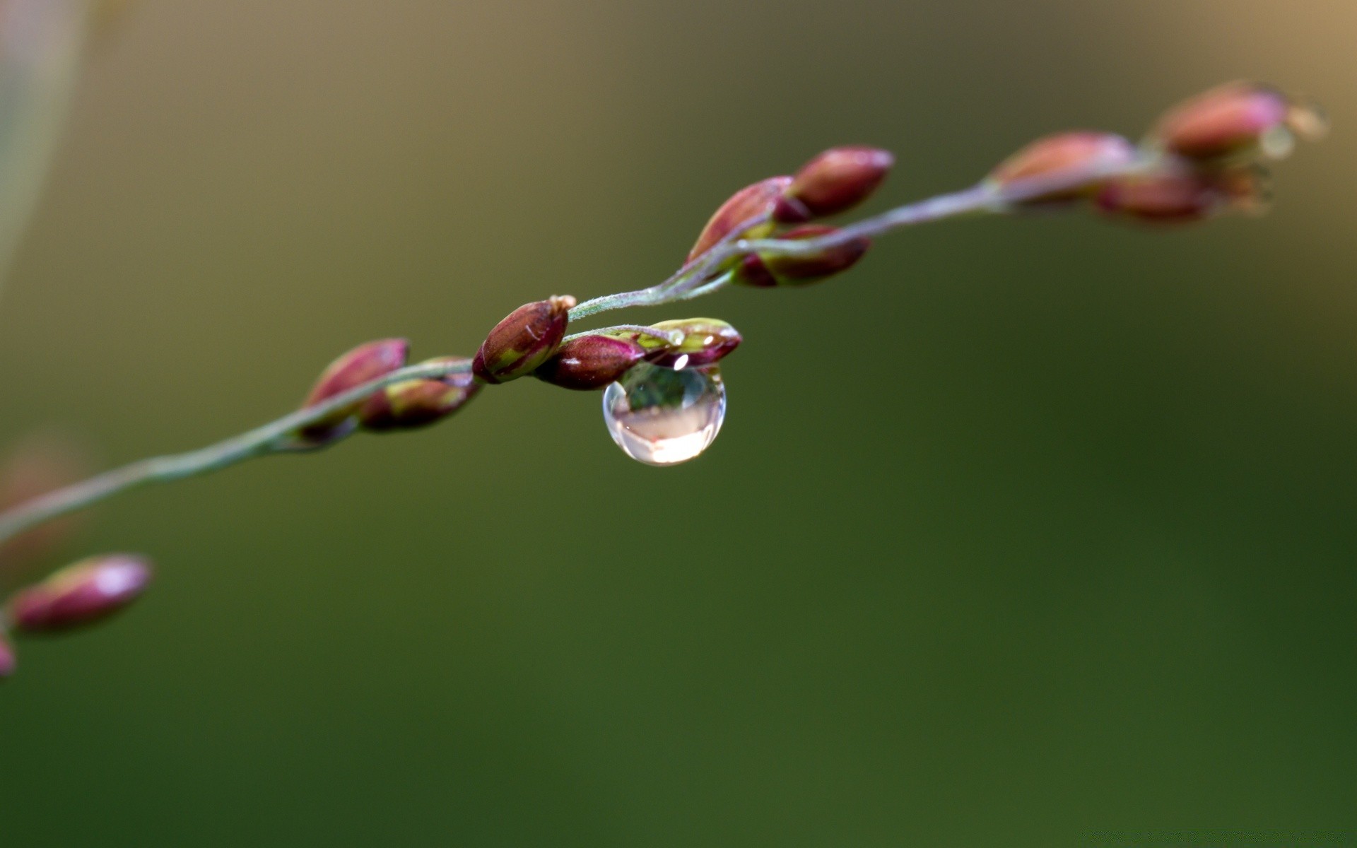 macro nature flower flora rain growth leaf dew branch garden bud dof summer color delicate tree blur purity outdoors husk