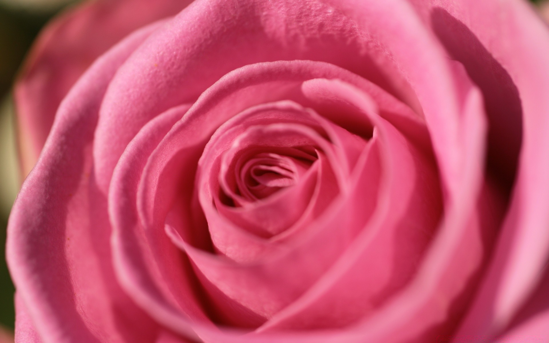 Розовая роза бесплатно