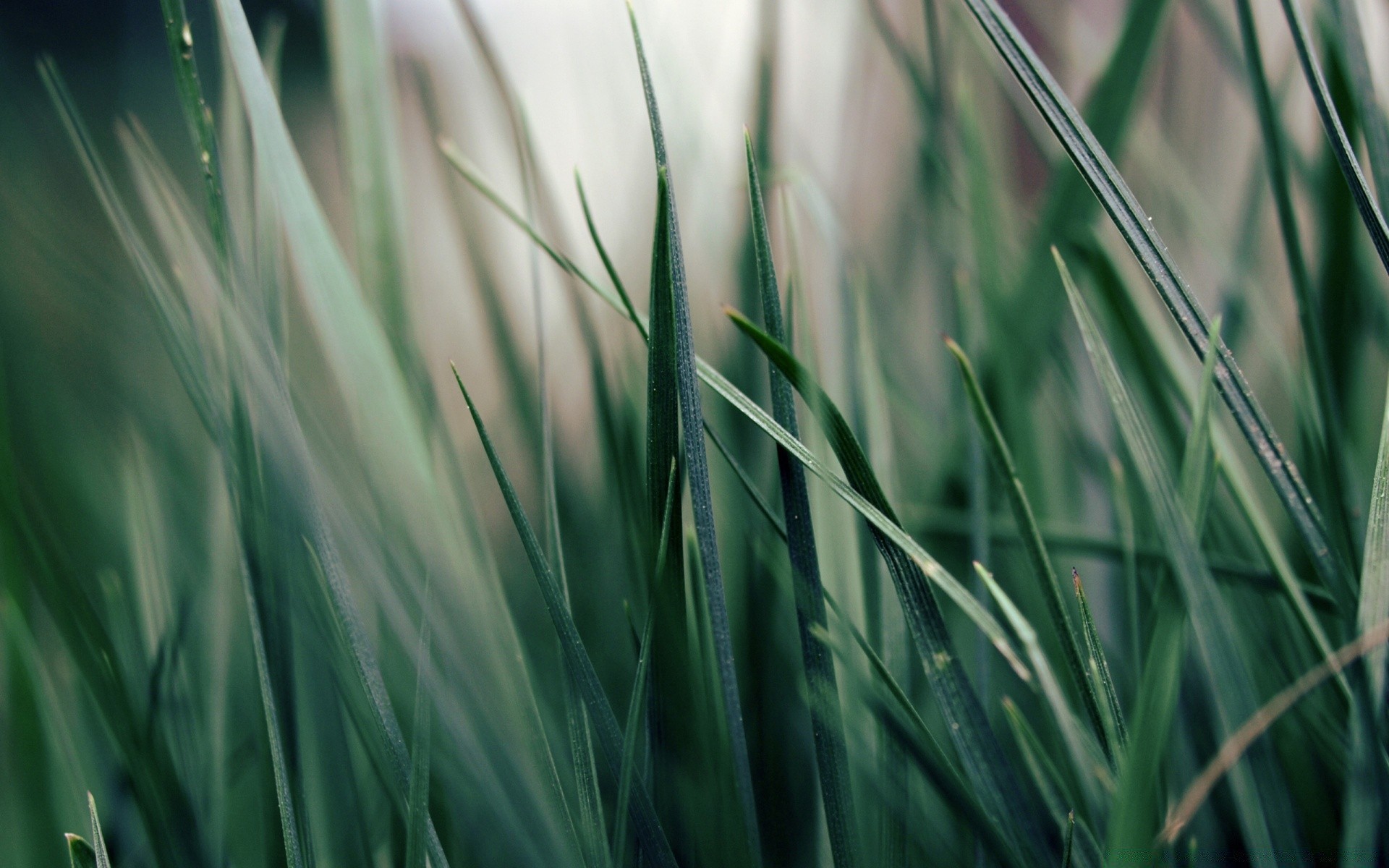 makro fotoğrafçılığı çimen büyüme çim flora alan doğa yaprak yemyeşil çiy bahçe saman biçme makinesi bıçak yaz kırsal çiftlik güzel hava koşulları şafak vakti ortamlar