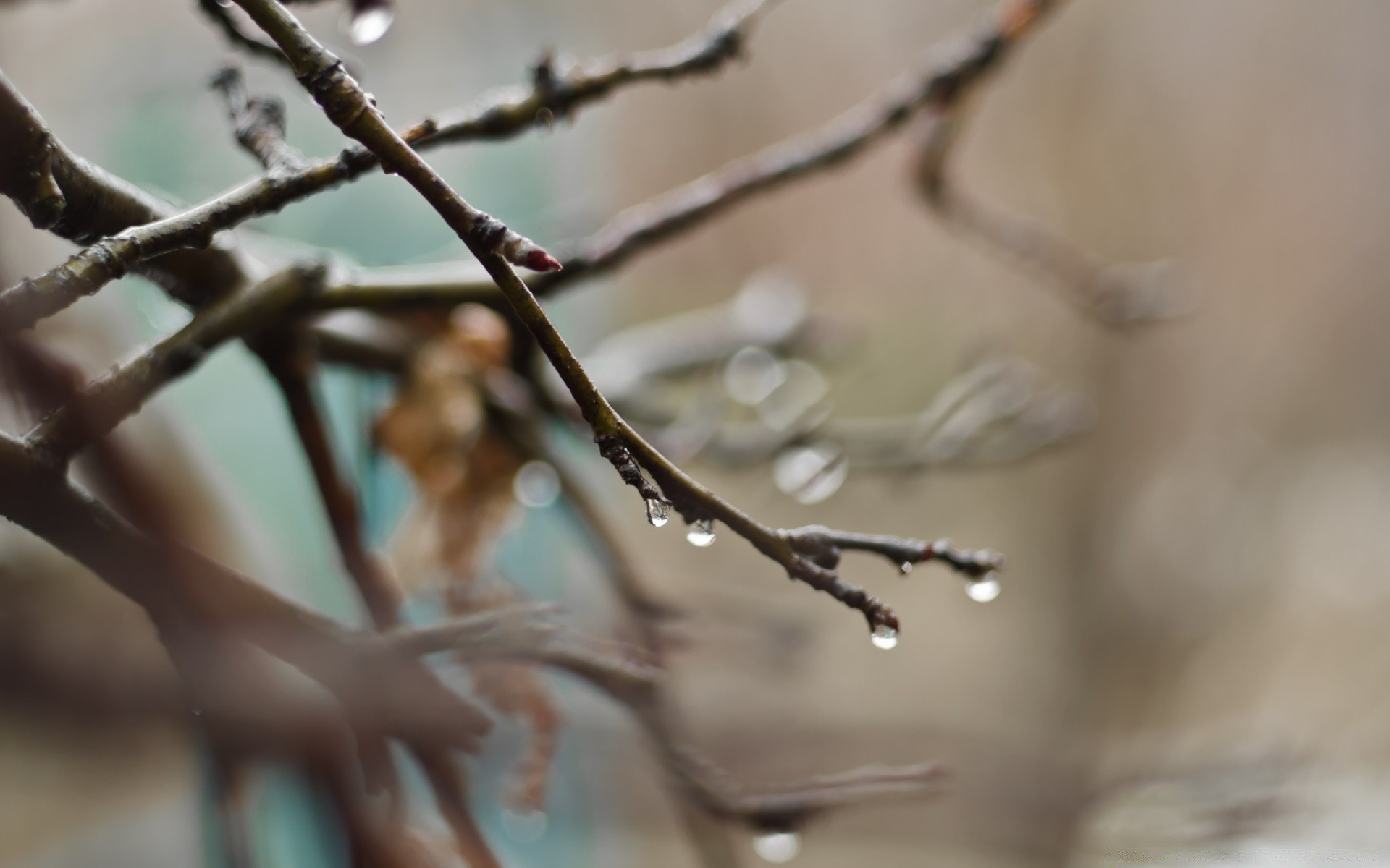 macro blur nature tree outdoors bird winter branch dof leaf rain wildlife