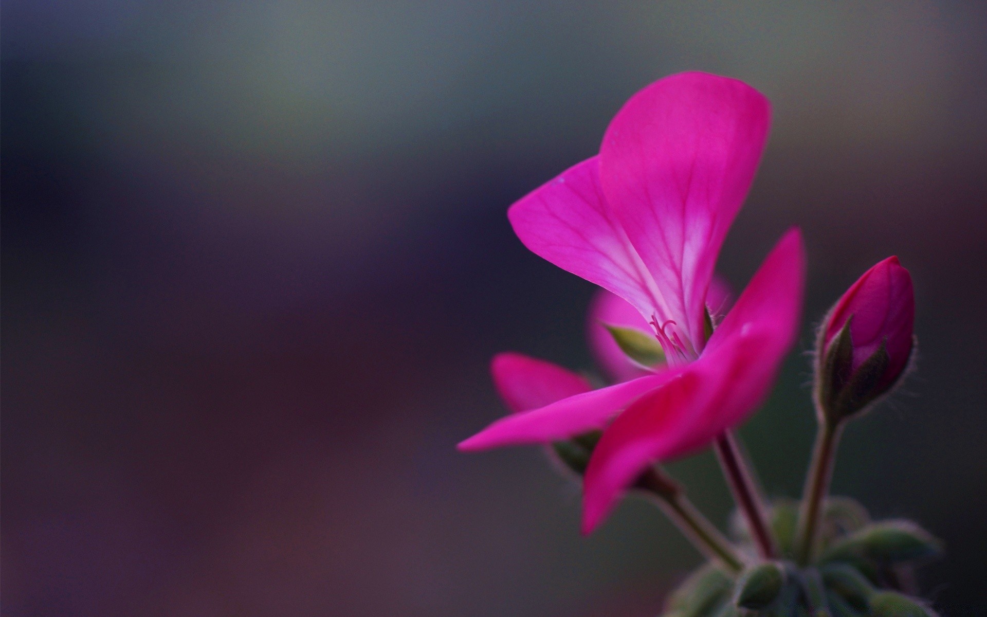 makroaufnahme blume natur blatt flora unschärfe hell sommer