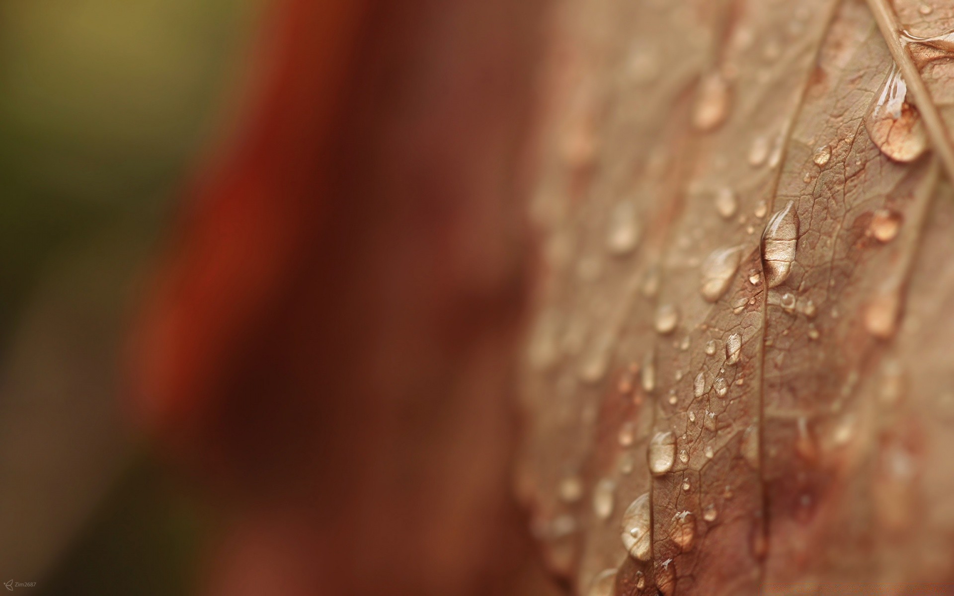 macro pluie rosée flou dof chute nature humide feuille automne eau résumé flore