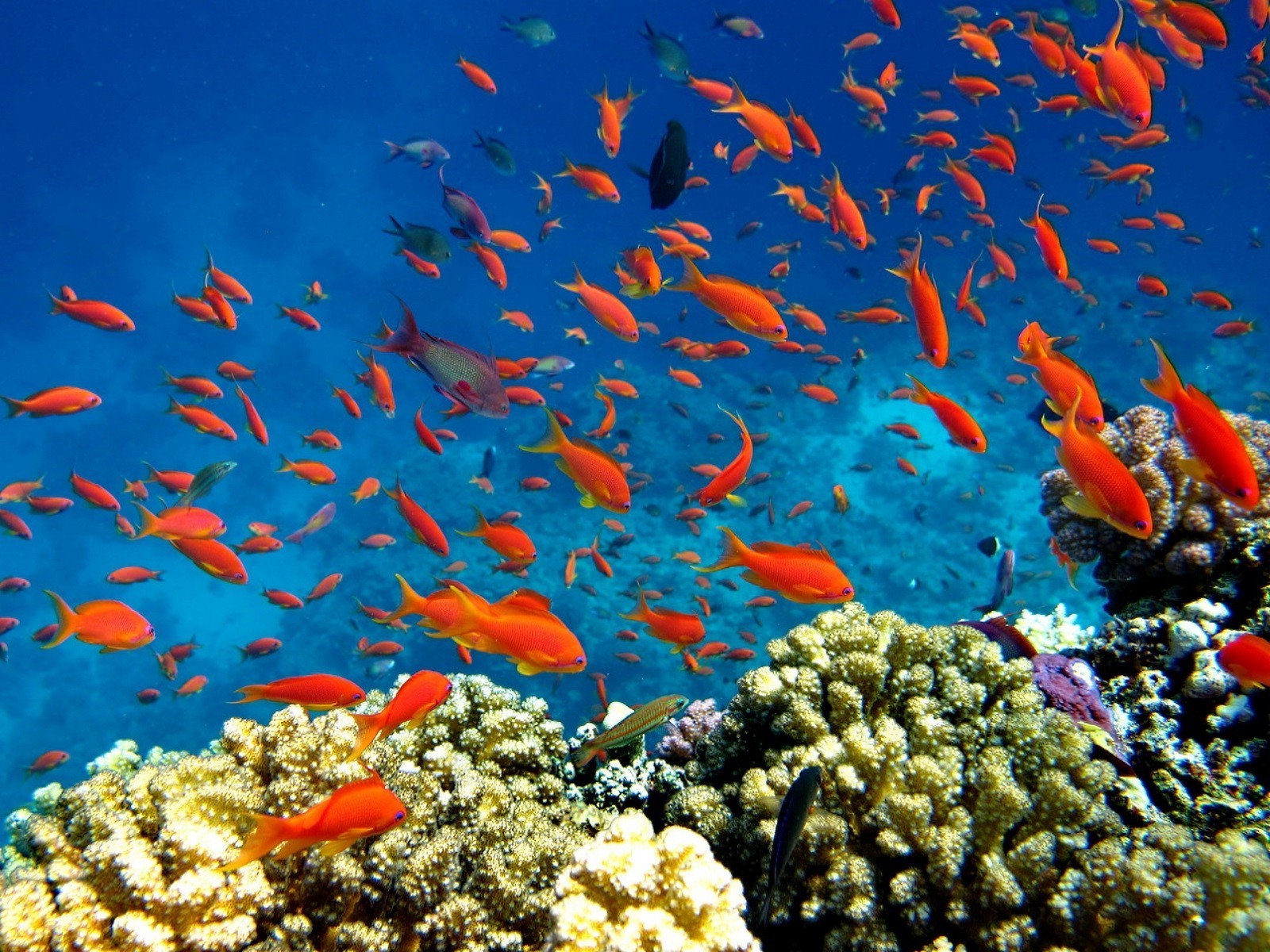 bandada de peces bajo el agua peces coral arrecife océano mar marino tropical acuario agua ecosistemas natación acuático buceo buceo agua salada exótico escuela naturaleza vida silvestre