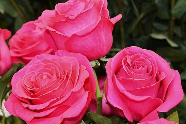 Photo delicate pink roses