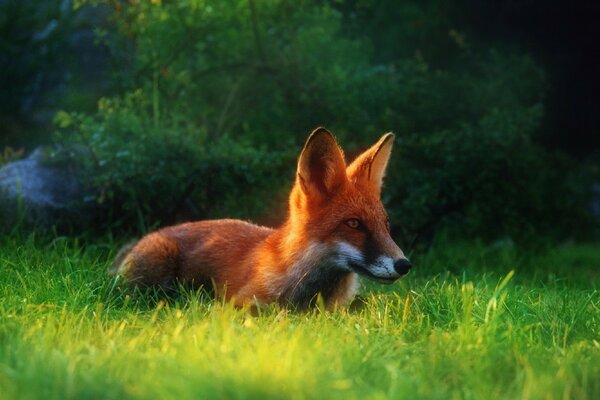 Ein schlauer Fuchs ist im Gras vergraben