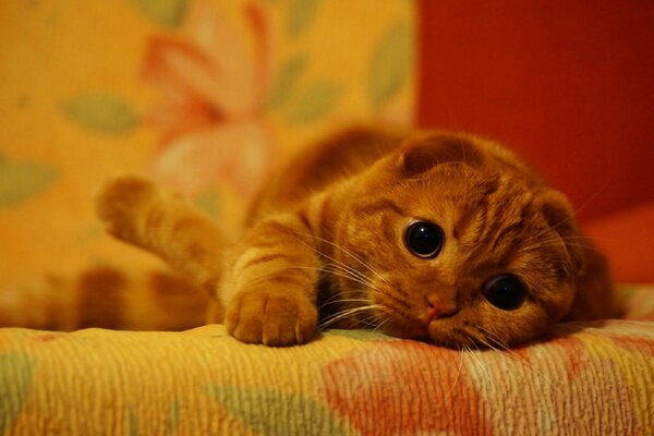 Lindo gatito con mirada cariñosa