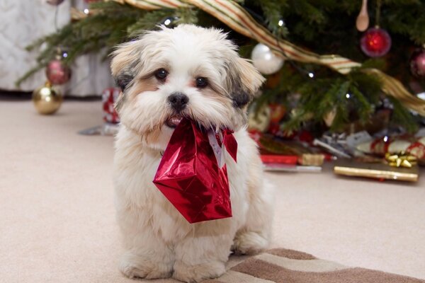 Welpe hat ein Weihnachtsgeschenk mitgebracht