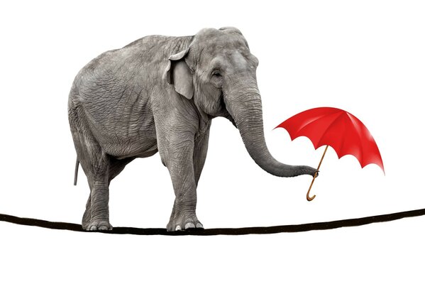 Éléphant sur une corde avec un parapluie rouge