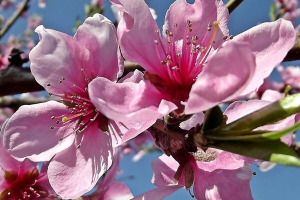 Pink flowers grow on branches