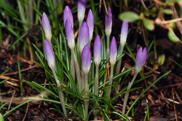 Die ersten Krokusse sind ein Zeichen für den Beginn des Frühlings