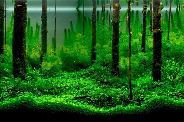 Green dawn in a flooded forest