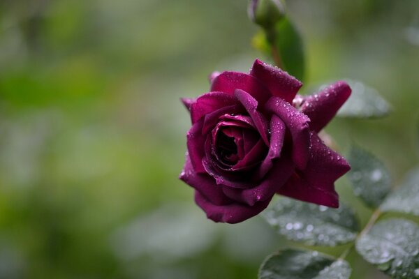 A rain-soaked burgundy rose