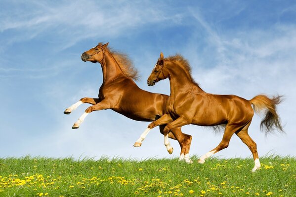 Horses run across a large field