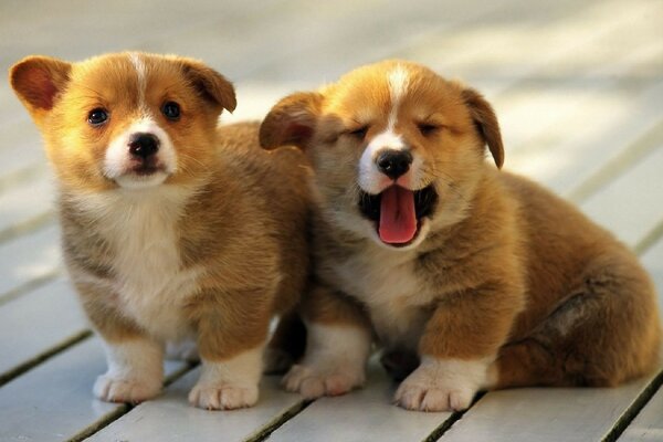 Dos hermosos perros uno de ellos bosteza