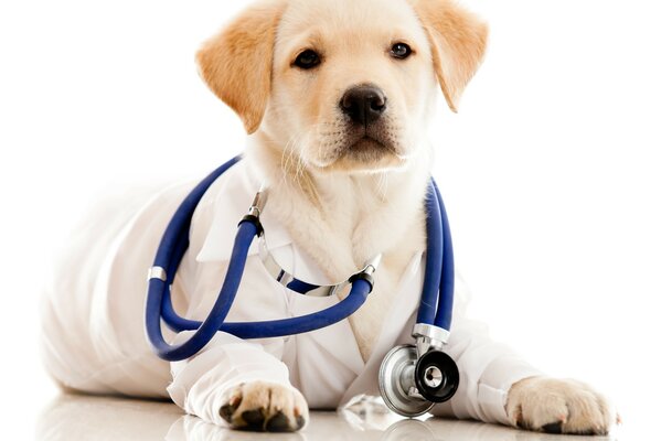 Bonito médico, filhote de cachorro labrador