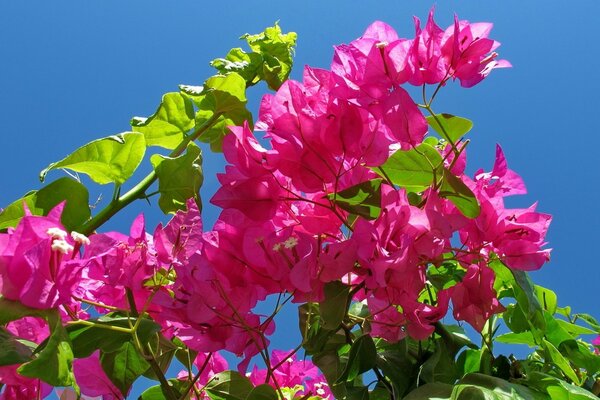 Bright pink flower on a blue sky background