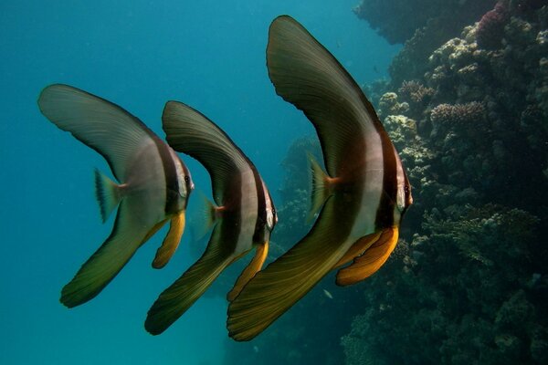 Trio de poissons à rayures marines