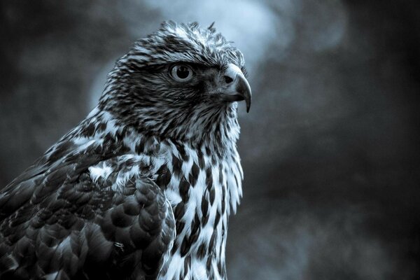 Beautiful proud bird in the mountains