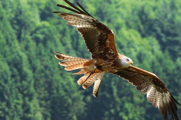 Circling eagle in the forest