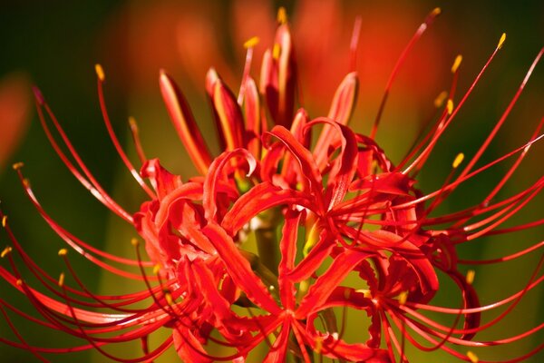 Flor grande vermelha em fotografia macro