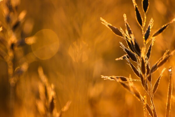 Macrosemka di spighe di grano sul campo