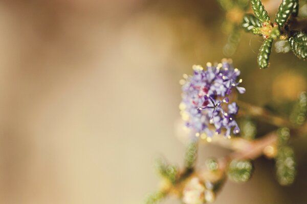 Macro photography lilac flower and green leaves